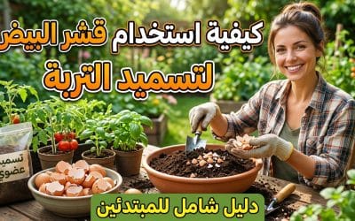 كيفية استخدام قشر البيض لتسميد التربة: دليل شامل للمبتدئين