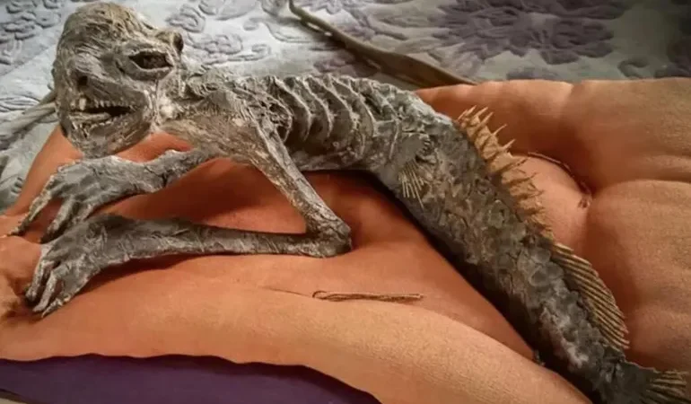 مومياء حورية البحر اليابانية: سر فوكوشيما الذي أيقظ أسطورة الكابا! 1 مومياء “حورية البحر” اليابانية